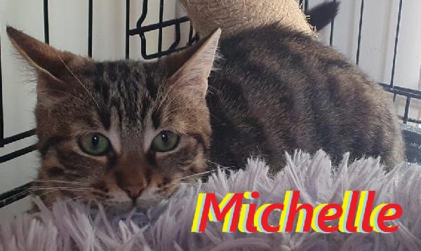 Michelle, Trovata Affamata E Infreddolita